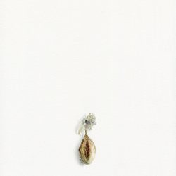 Alexandra Kontriner, <br>Passionsblume (Herbarium), <br>Aquarellfarbe und Bleistift auf Papier, <br>26,9 x 19 cm, 2019