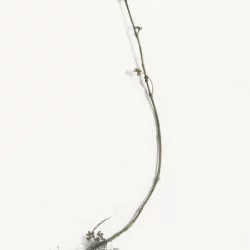 Alexandra Kontriner, <br>Wirbeldost (Herbarium), <br>Aquarellfarbe und Bleistift auf Papier, <br>26,9 x 19 cm, 2020